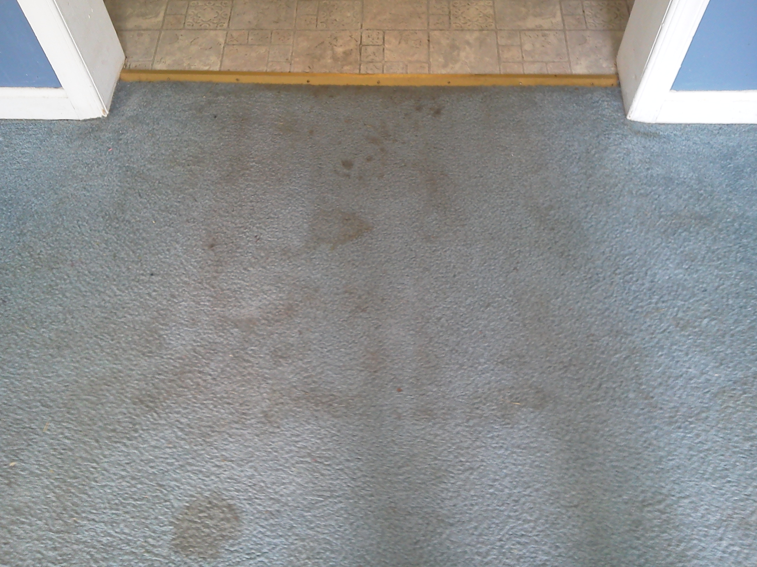 Carpet Cleaning in Glen Ellyn, IL Carpet Cleaners Windy City Steam