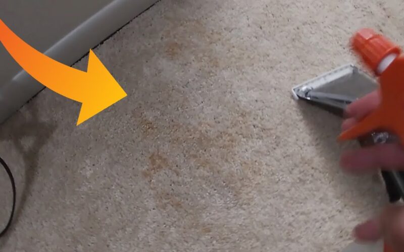 best carpet cleaner for pet owners