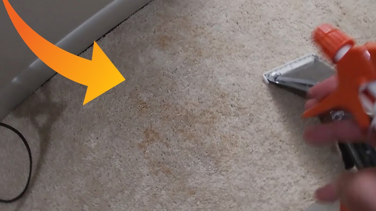 Best Carpet Cleaner For Pet Owners How To Safely Remove Pet Stains